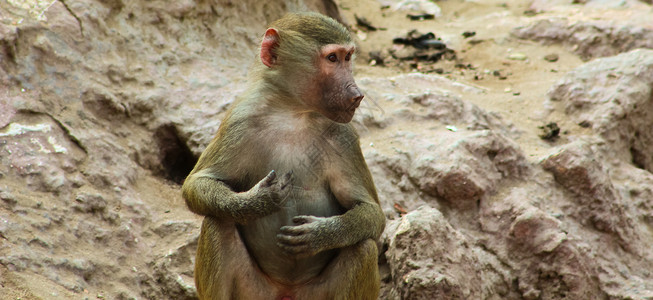 猴寒冷人物丛林文件夹环境动物园艺术摄影公园灵长类哺乳动物背景图片
