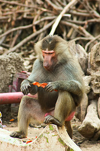猴寒冷哺乳动物环境丛林艺术宠物公园灵长类季节旅行森林背景图片