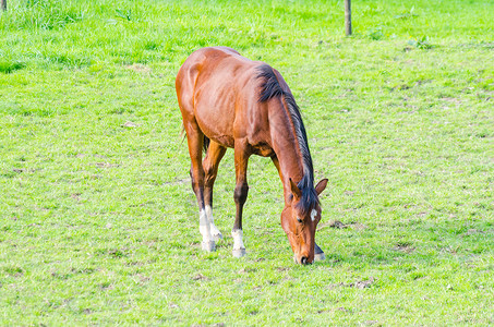 马马放牧草地牧场鬃毛黑色马头骑马宠物动物耳朵哺乳动物背景图片