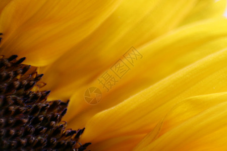 向日向宏向日葵横向黑色植物学花朵植物黄色背景图片