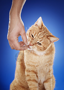 猫类动物宠物猫科食物哺乳动物零食手高清图片素材