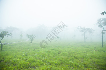 早晨有树和草木头太阳植物薄雾风景叶子树木荒野季节公园幻想高清图片素材