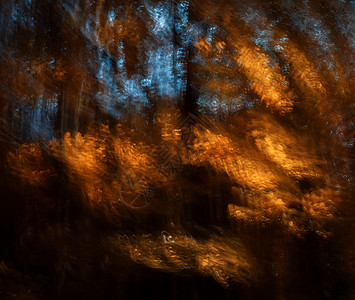 秋林中树木模糊的动画风景公园场景小路花园季节森林太阳运动荒野背景图片