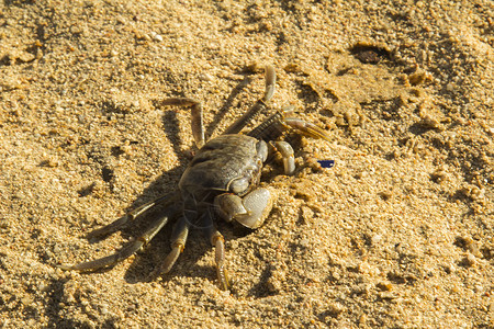 小螃蟹黄色棕色触手海滩阴影眼睛爪子背景图片
