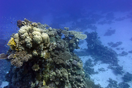石珊瑚非洲自然高清图片