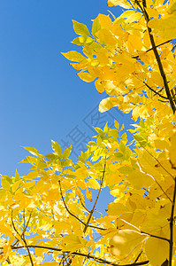 蓝天上黄色树叶的秋幕背景背景图片