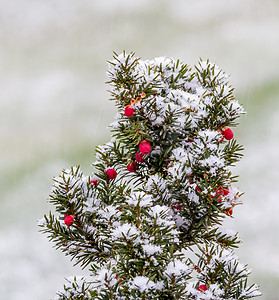 第一场雪浆果绿色白色红色背景图片