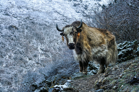 章泽天坎钦琴加省黄牛树木牦牛风景动物群岩石爬坡干城背景