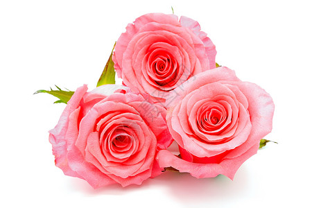 粉红玫瑰花礼物植物花瓣玫瑰花束绿色白色背景图片