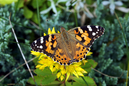 蝴蝶涂漆夫人动物宏观大都会昆虫彩绘花园植物女郎背景图片
