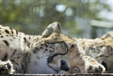 睡觉猎豹背景图片