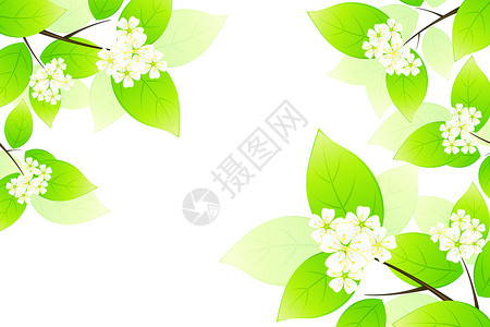 绿叶和鲜花插图绿色花朵植物曲线花语背景图片