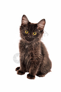 黑小猫白色眼睛毛皮爪子晶须猫咪宠物哺乳动物猫科动物黄色背景图片