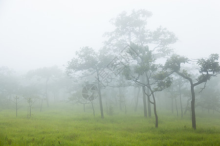 早晨有树和草木头薄雾太阳季节国家公园叶子风景绿色植物山高清图片素材