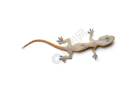 Gecko 壁岩气候宠物壁虎异国白色热带棕色爬虫蜥蜴情调背景图片