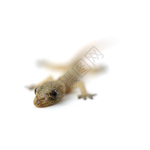 Gecko 壁岩白色异国情调气候壁虎爬虫宠物棕色蜥蜴热带背景图片