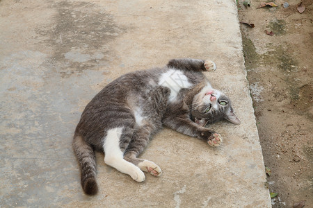 猫咪躺下懒惰动物群宠物哺乳动物动物胡须猫背景图片
