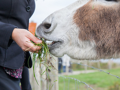 妇女喂养驴子草地哺乳动物动物食物农民女孩农村农田牧场农庄自然高清图片素材