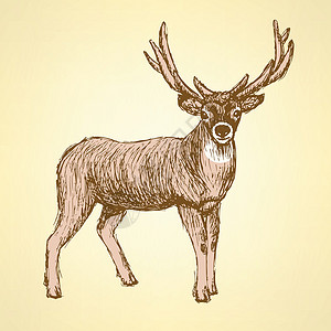 鹿鹿角古老风格的 Sletch 可爱鹿卡通片身体绘画头发毛皮鹿角雕刻艺术男性动物插画