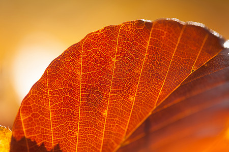 秋叶红色公园黄色植物季节性森林叶子晴天环境季节背景图片
