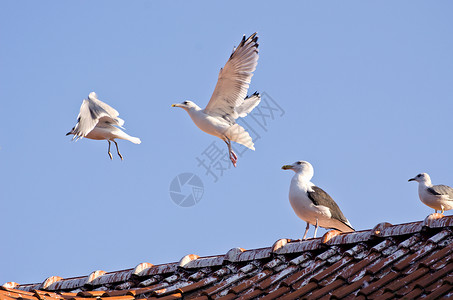 海洋附近的旧瓷砖屋顶上的海鸥图片素材