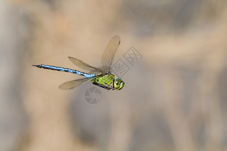 飞行昆虫蓝色运动自然高清图片