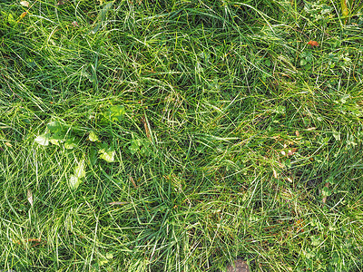草地草绿色植被植物群植物背景图片