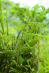 植物拓染费尔南厂植物群绿色植被植物叶子背景