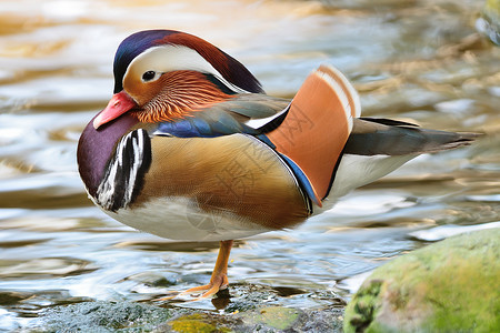艾克斯男普通话鸭白色橙子棕色男性蓝色绿色反射池塘动物荒野背景