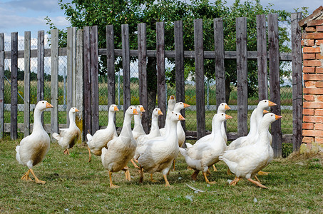 白鹅农业乡村羽毛鸟类鸭子生态花园绿色农场食物背景图片