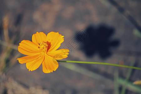 橙色宇宙花朵菊科紫菊目植物科家庭草本射线阴影小花圆盘观赏背景图片