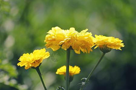 英国Marigold 卡伦杜拉盆栽年花植物科紫菊目花朵家庭金盏花黄色万寿菊向日葵背景图片