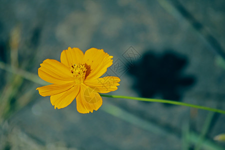 橙色宇宙花朵向日葵小花橙子草本阴影紫菊目菊科双羽状观赏植物背景图片