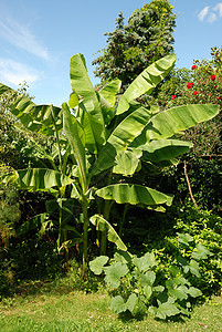 香蕉树树叶花园植物水果背景图片