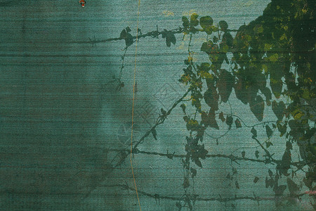 安全绿网上的植物影子杂草房子阴影装饰阳光藤蔓绿色风格背景图片