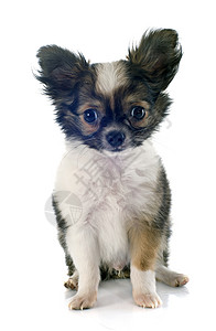 小狗吉娃娃工作室宠物白色棕色三色动物背景图片