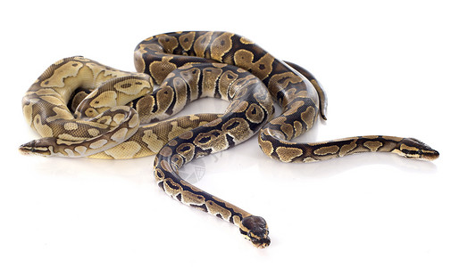 Python 瑞金座团体球蟒动物皇家工作室黄色宠物蟒蛇爬虫棕色背景图片