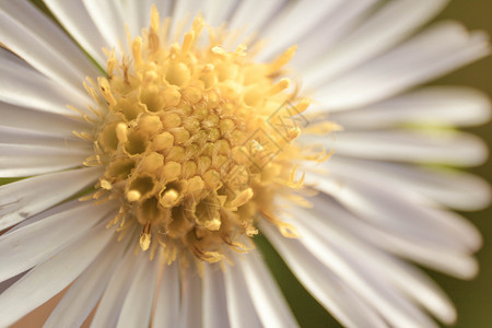 黛西宏雏菊白色花粉白叶植物花朵黄色横向植物学背景图片