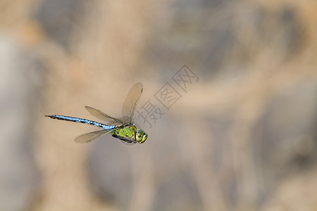 飞行昆虫蓝色运动模糊自然高清图片