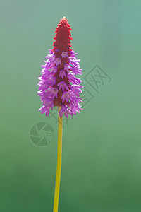 花朵斯派克紫色植物学花园尖刺区系红色粉色植物背景图片