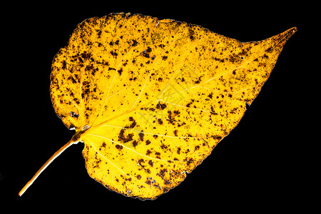 阿斯彭叶黄色照片摄影黑色宏观叶子背景图片