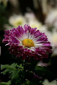 菊花妈妈黄花小菊花雏菊背景图片