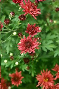 菊花妈妈小菊花黄花雏菊背景图片