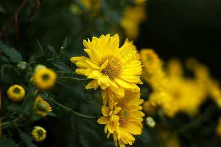 菊花黄花妈妈雏菊小菊花背景图片