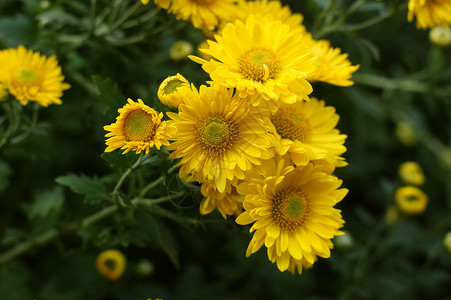 菊花雏菊黄花妈妈小菊花背景图片