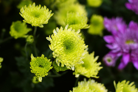 菊花雏菊小菊花黄花妈妈背景图片