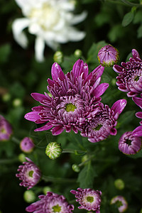 菊花小菊花雏菊妈妈黄花背景图片