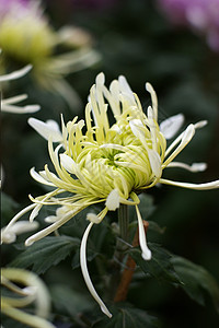 菊花雏菊黄花妈妈小菊花背景图片