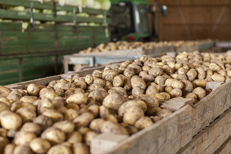新鲜收获的马铃薯和卷心菜烹饪谷仓芸苔根菜收成食物植物供应商营养块茎市场高清图片素材