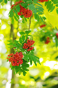 连线季节植物群自然叶子浆果红色黄色分册植物背景图片